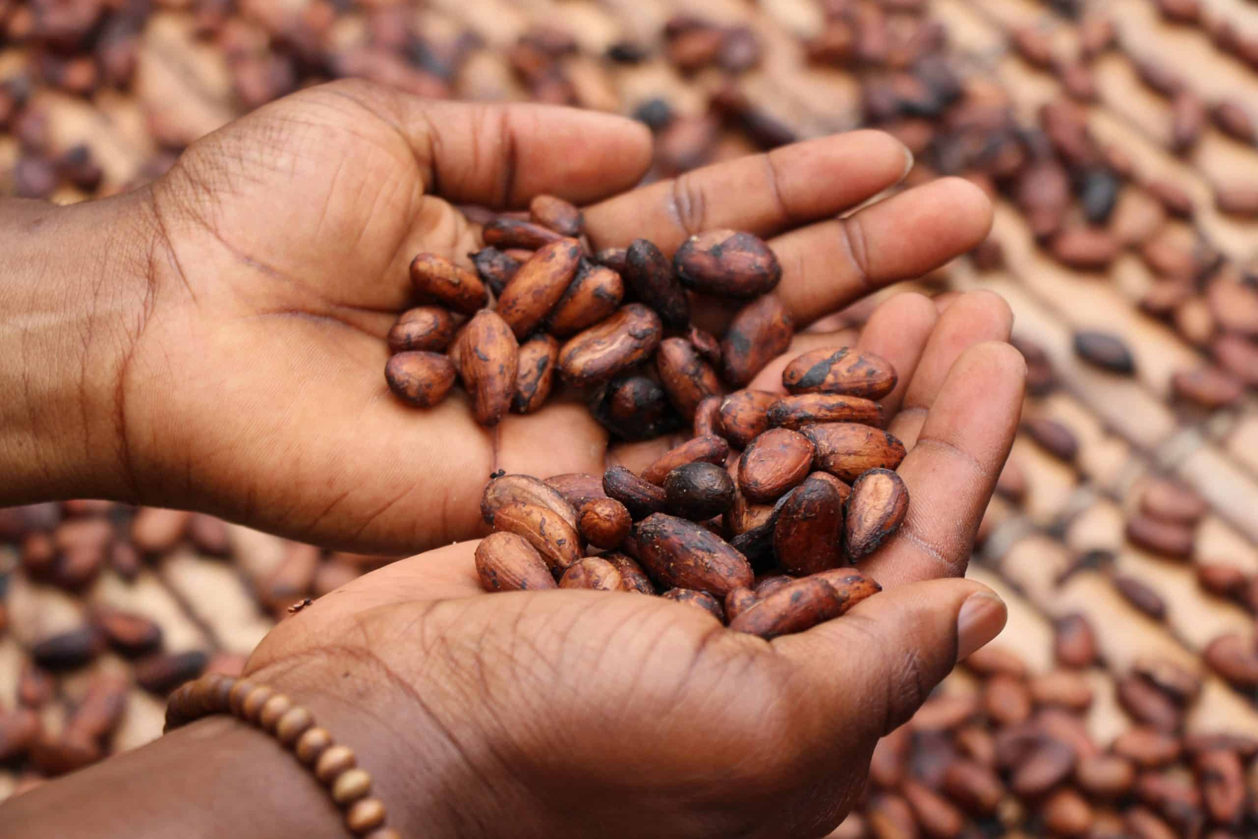 A person holds raw cacao beans in the palms of their hands.