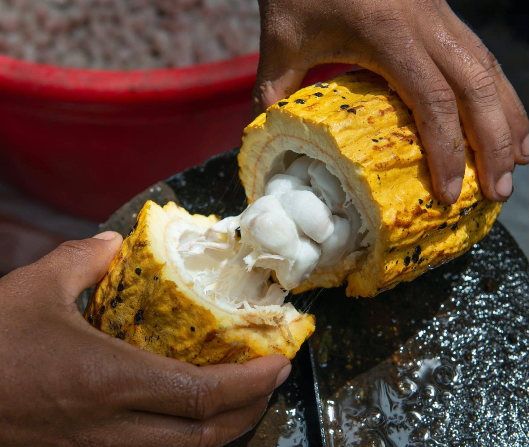 A pod from the Cacao tree is cut in half, showing the fresh cacao beans inside. The beans are joined in the center, convered in a white film, a part of the fruit.