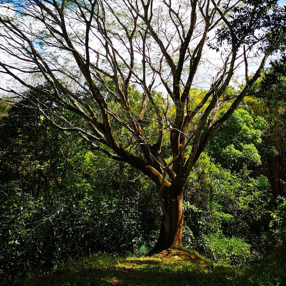 Rainforest at OM Jungle Medecine in Samara, Costa Rica.